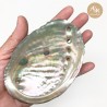 Abalone Natural Sea shell 11-12Cm