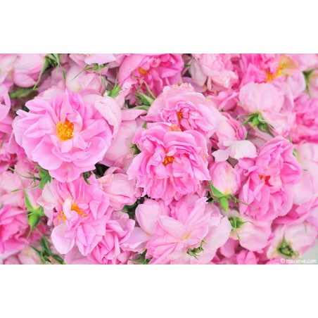 Rose Floral Water - Organic Rosa Damascena 100ml -Bulgaria