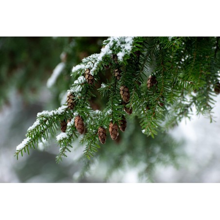 Spruce Hemlock น้ำมันหอมระเหยสปูซ เฮมล็อค 100%, แคนนาดา