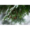 Spruce Hemlock น้ำมันหอมระเหยสปูซ เฮมล็อค 100%, แคนนาดา