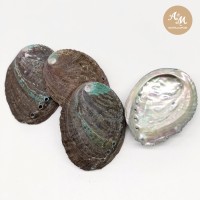 Abalone shell เปลือกหอยอะบาโลน (หอยเป๋าฮื้อ)ขนาด 11-12cm