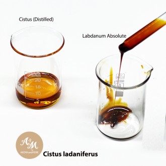 Cistus (Rock Rose) Essential Oil 100%, Spain