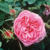 Rose Centifolia Absolute น้ำมันหอมระเหยกุหลาบเซนติโฟเลีย แอปโซลูท 100% pure- โมร็อคโก