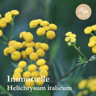 Immortelle (Helichrysum) Absolute น้ำมันหอมระเหยอิมมอคแตล แอปโซลูท, France