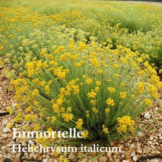 Immortelle (Helichrysum) Absolute 100% Pure, France