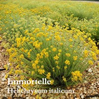 Immortelle (Helichrysum) Absolute น้ำมันหอมระเหยอิมมอคแตล แอปโซลูท, France