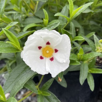 Labdanum (Rock Rose) Absolute, Spain