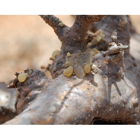 Frankincense carterii (Olibanum) Essential Oil, Somaliland