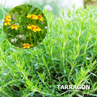 Tarragon น้ำมันหอมระเหยทาร์รากอน 100%, ไทย