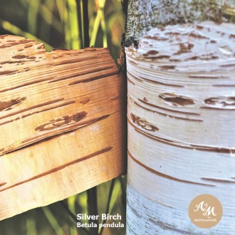 Birch Tar Essential Oil / น้ำมันหอมระเหยเบิร์ช ทาร์   USA