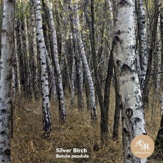 Birch Tar Essential Oil  USA