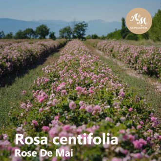 Rose Centifolia Absolute (Rose de Mai) น้ำมันหอมระเหยกุหลาบเซนติโฟเลีย แอปโซลูท ชนิดเจือจาง 10 % - Morocco