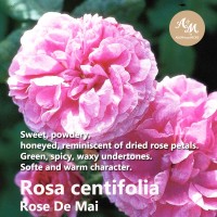 Rose Centifolia Absolute (Rose de Mai) น้ำมันหอมระเหยกุหลาบเซนติโฟเลีย แอปโซลูท ชนิดเจือจาง 10 % - Morocco