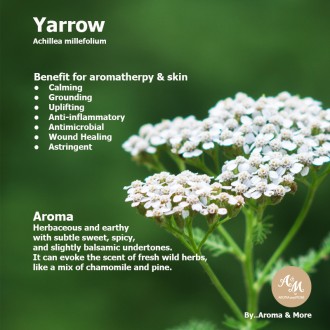 Yarrow (Chamazulene) Essential Oil 100% Pure - France