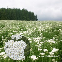 Yarrow (Chamazulene) Essential Oil 100% Pure - France