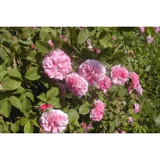 Rose Damascena Absolute Essential oil, Bulgaria