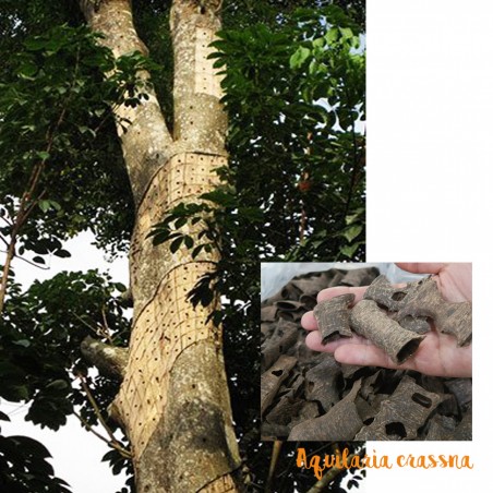 Agarwood crassna (Oud)-Light Thailand